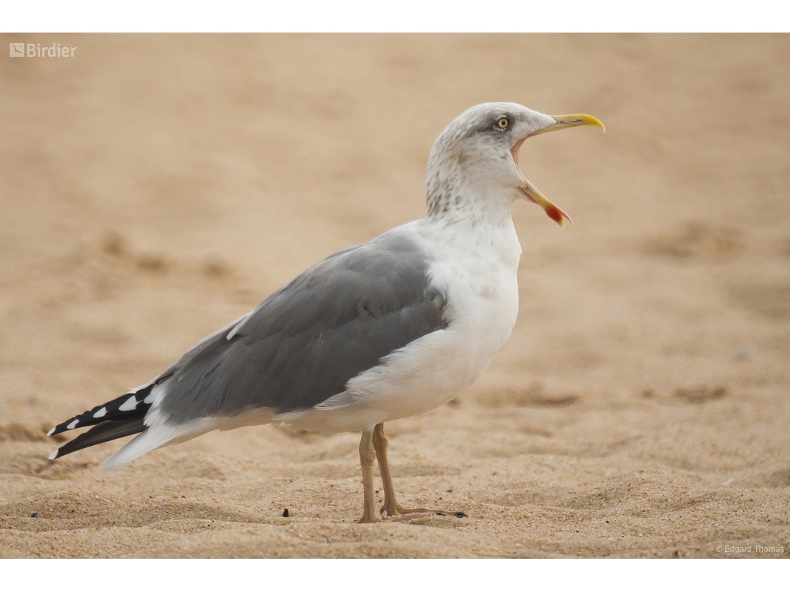 Larus argentatus