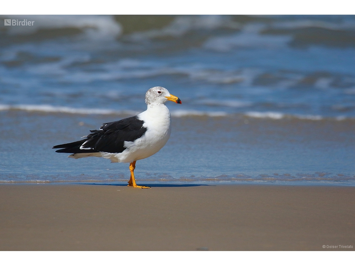 Larus atlanticus