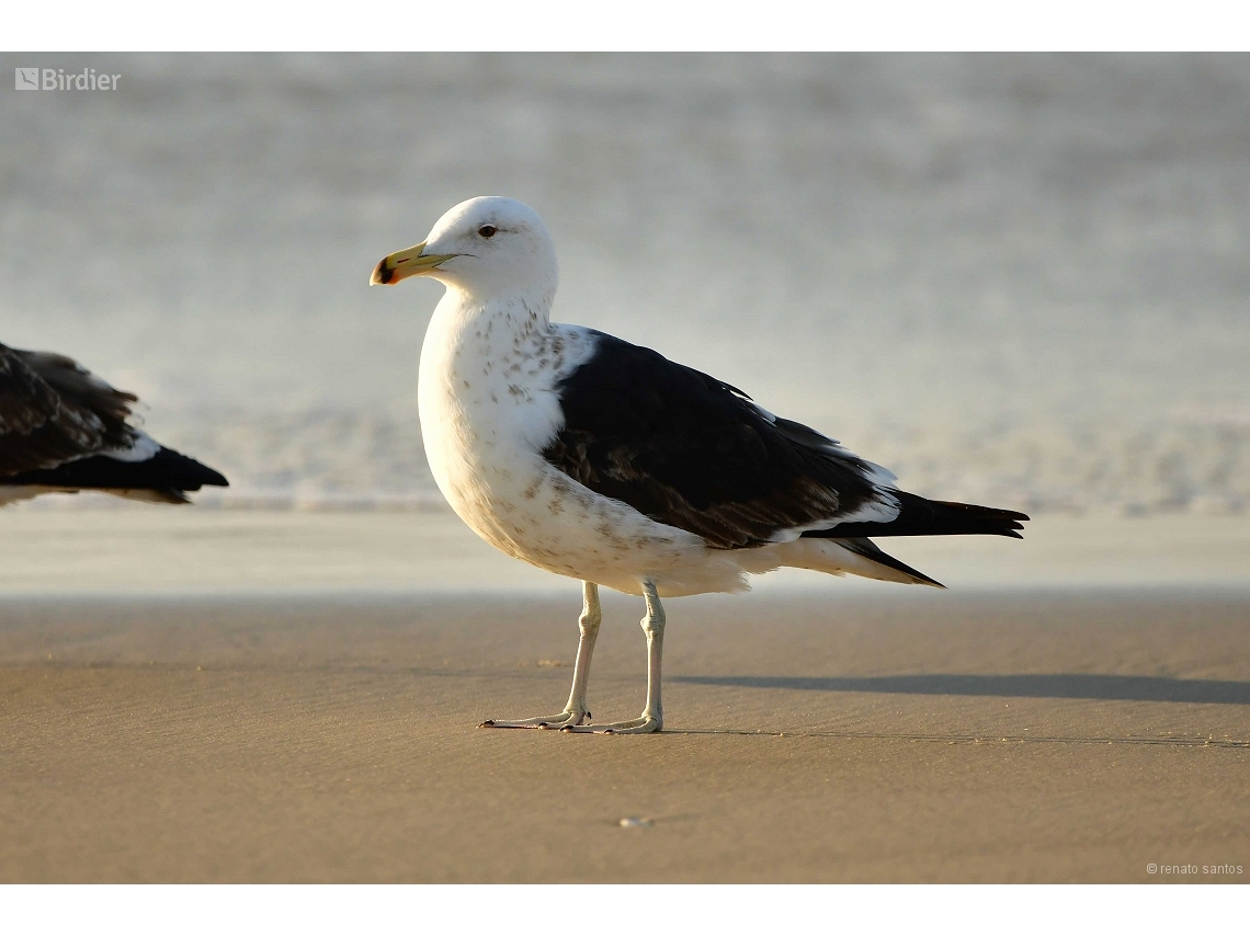 Larus dominicanus