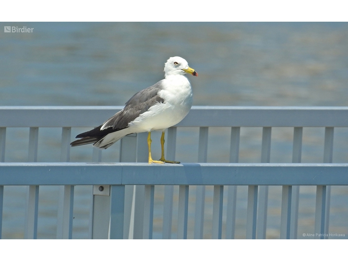 Larus crassirostris