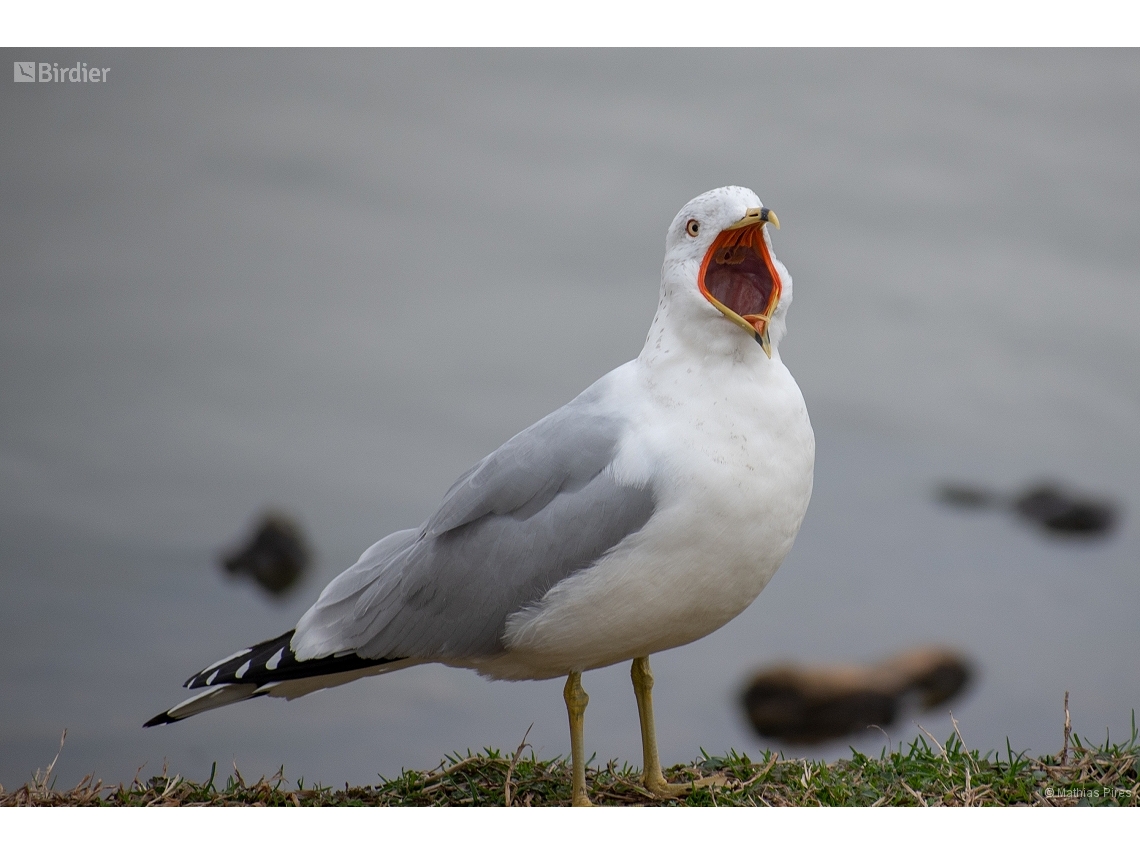 Larus delawarensis