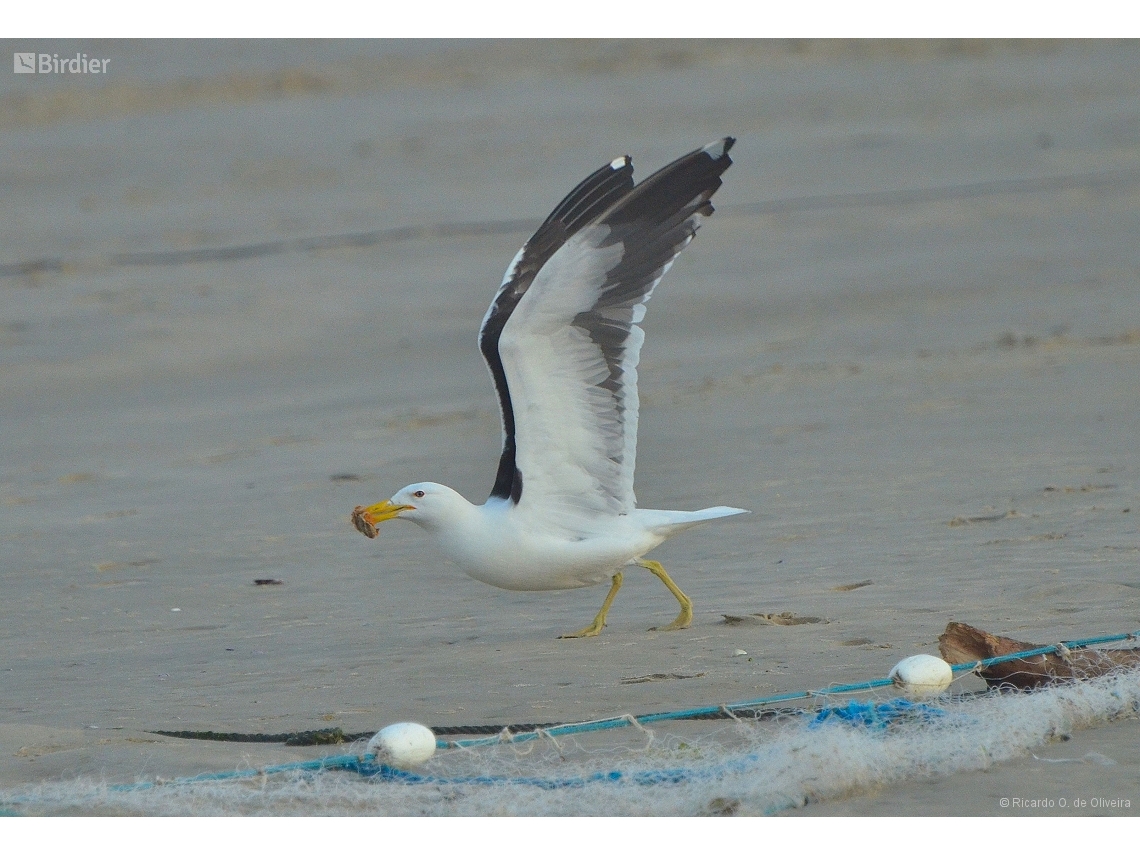 Larus dominicanus