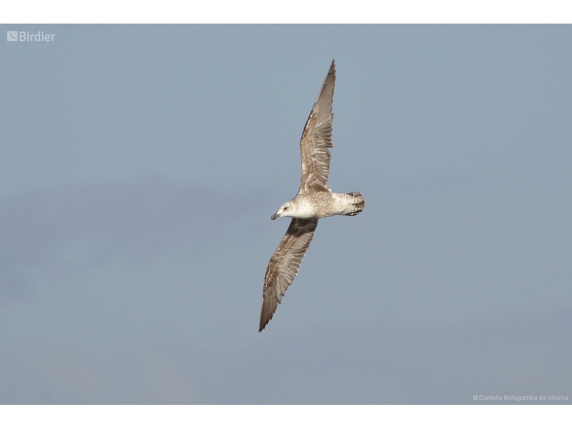 Larus dominicanus