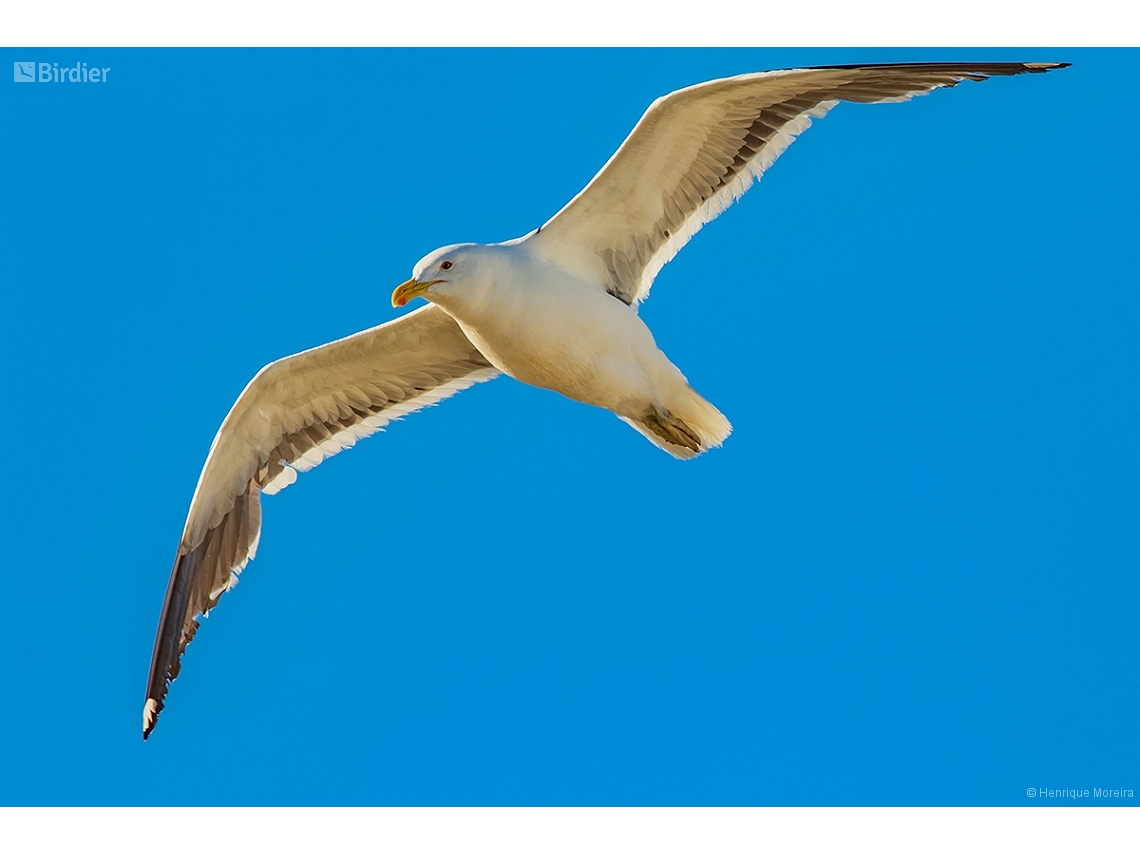 Larus dominicanus