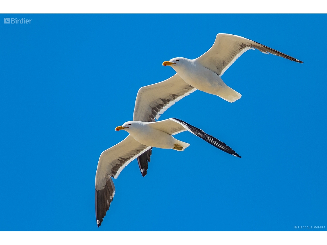 Larus dominicanus