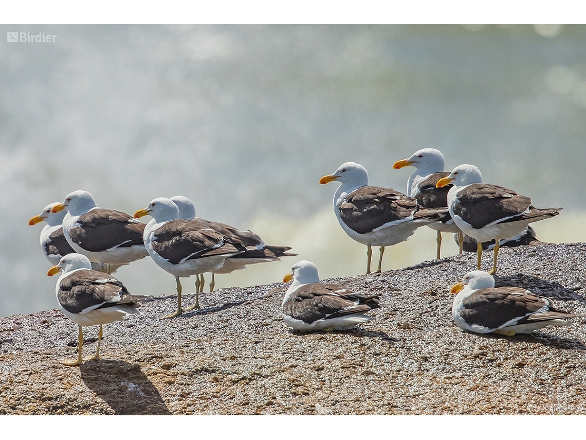 Larus dominicanus