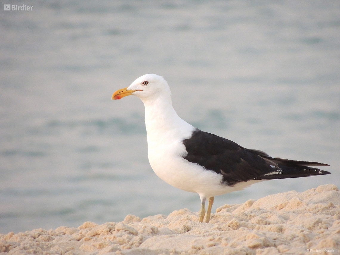 Larus dominicanus