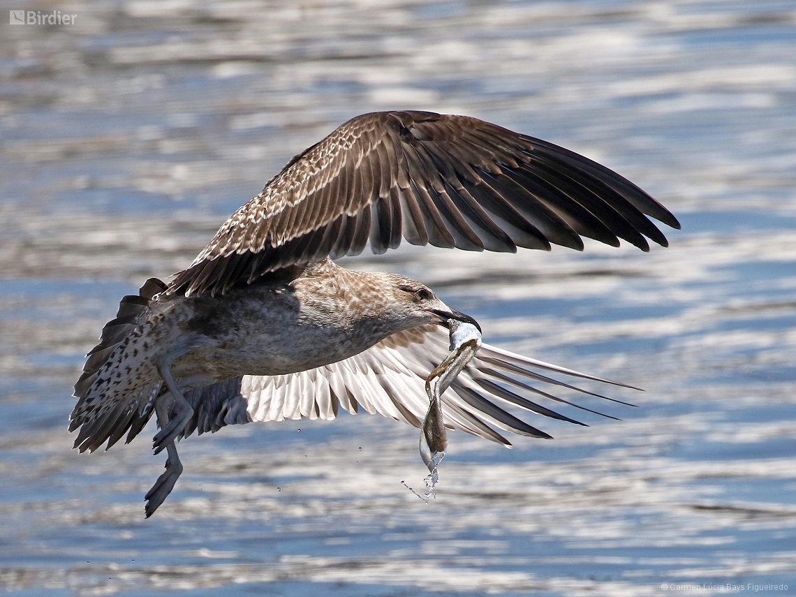 Larus dominicanus