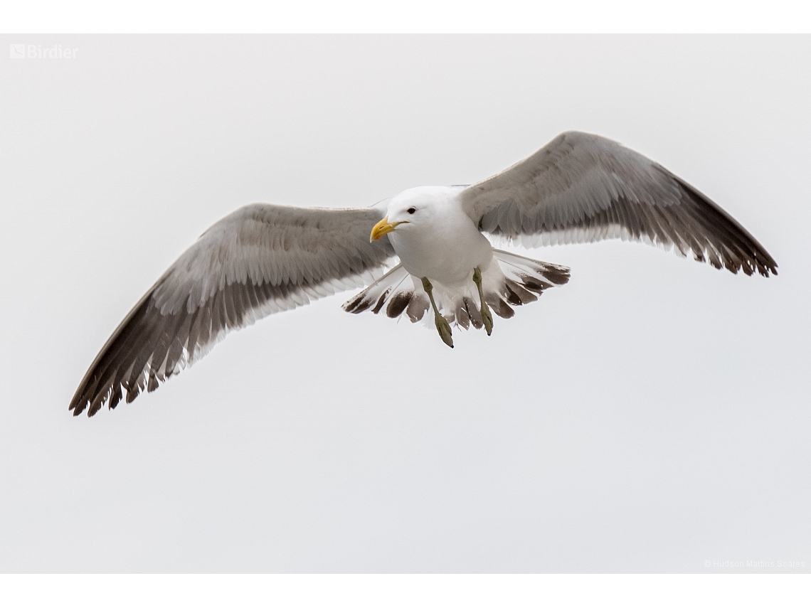 Larus dominicanus