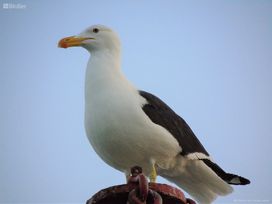 Larus dominicanus