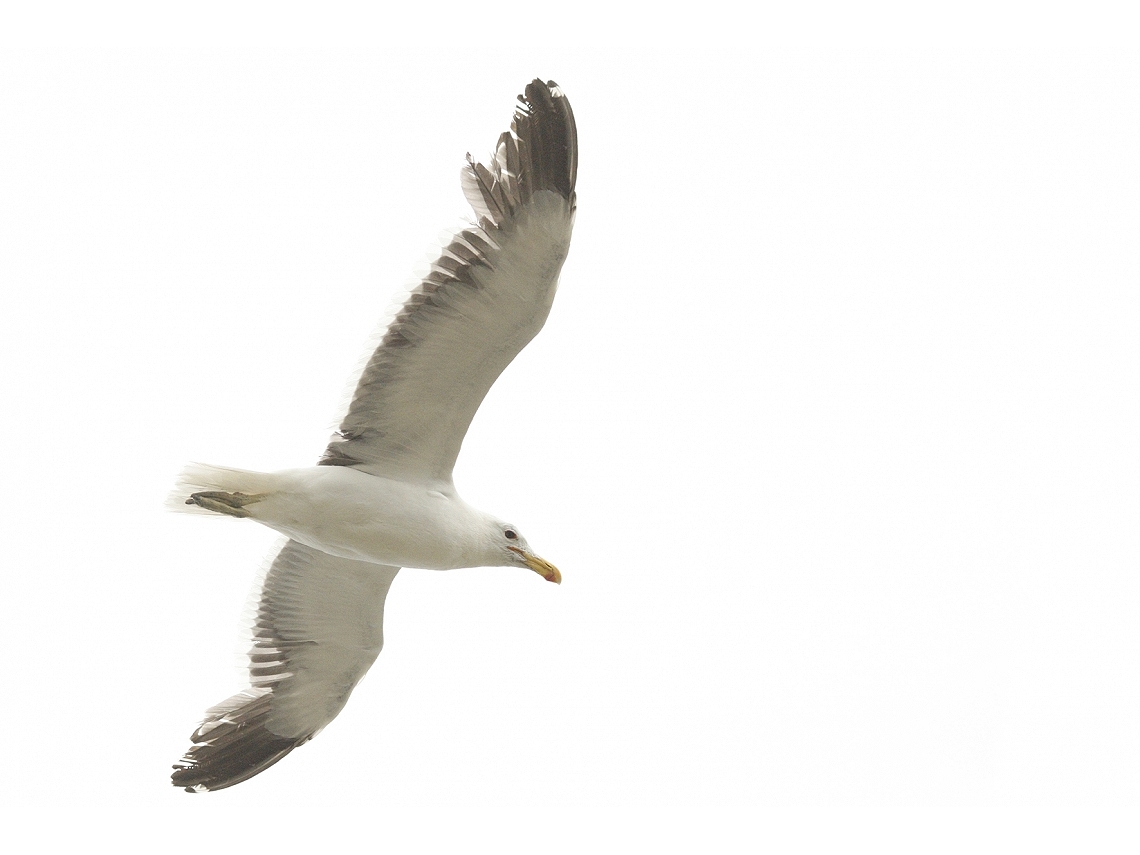 Larus dominicanus