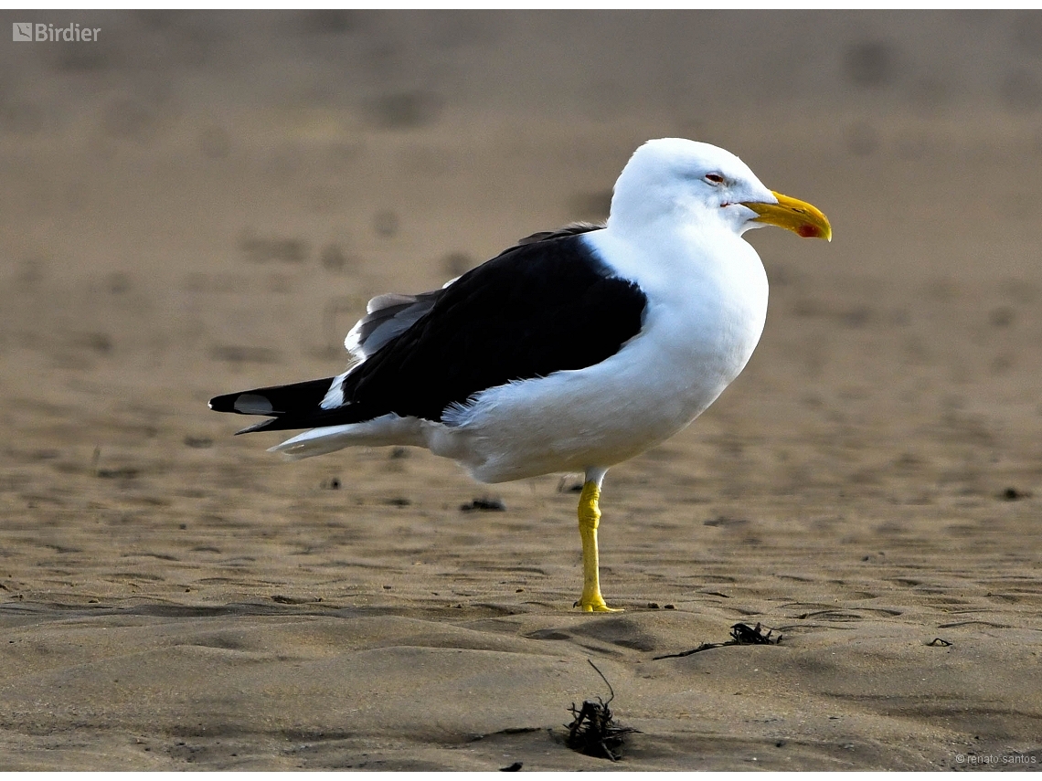 Larus dominicanus