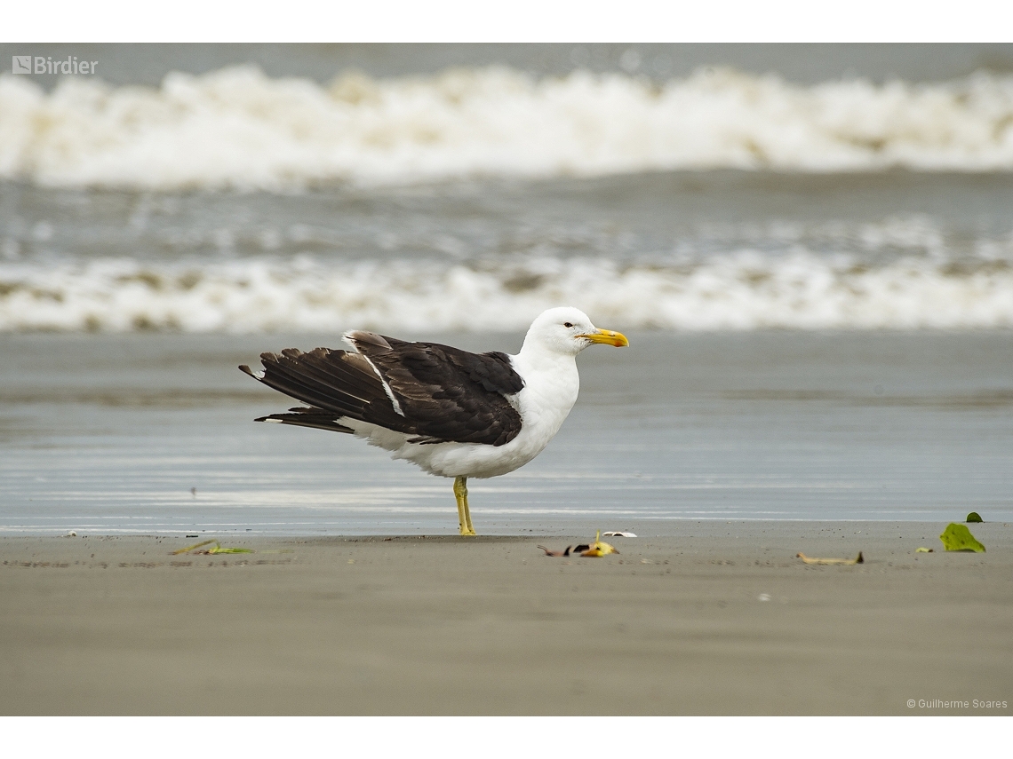 Larus dominicanus