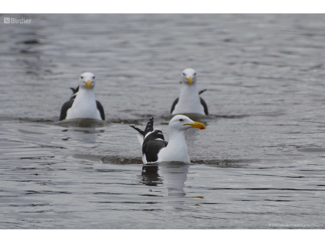 Larus dominicanus