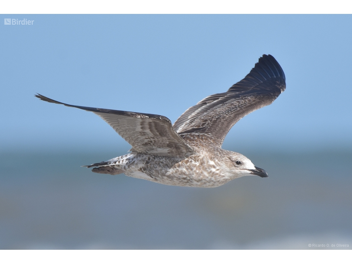 Larus dominicanus