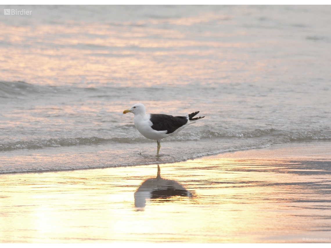 Larus dominicanus