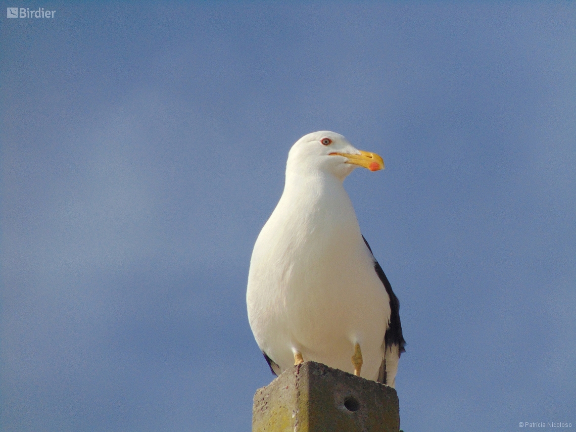 Larus dominicanus