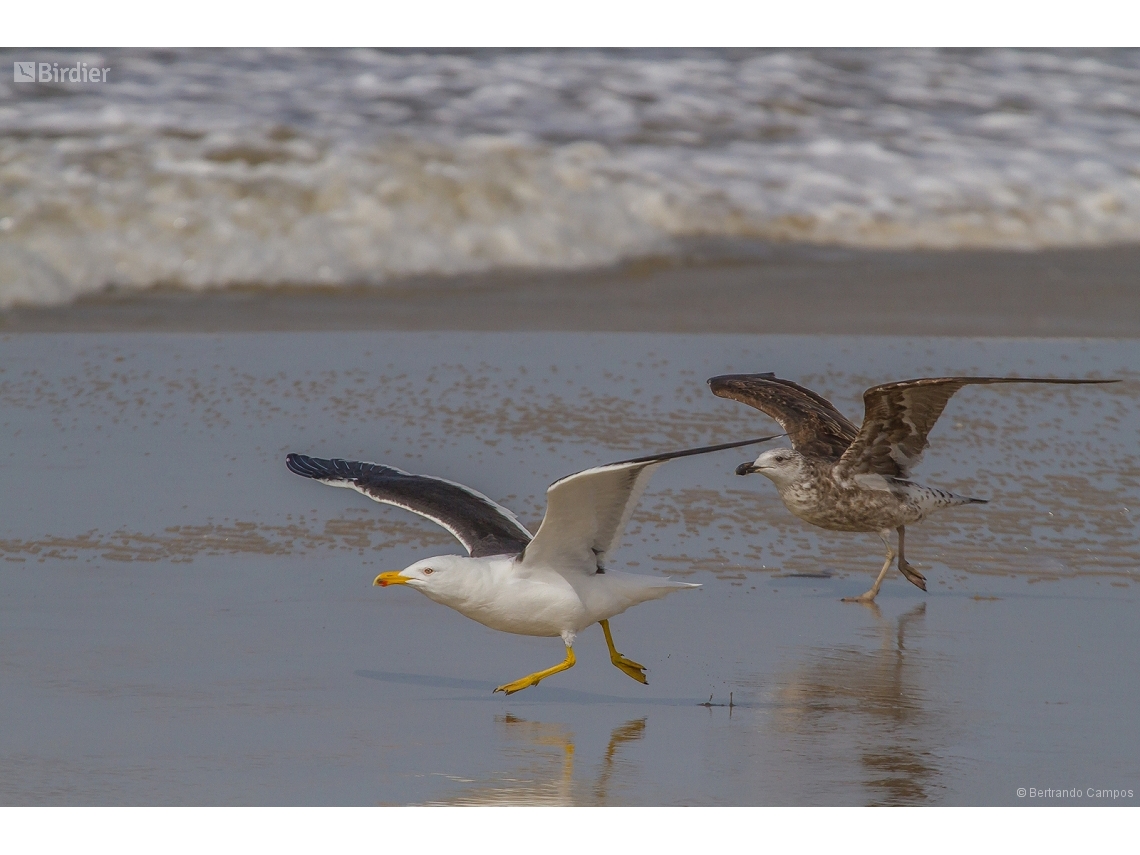 Larus dominicanus