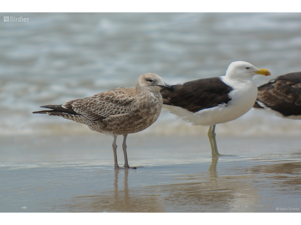 Larus dominicanus