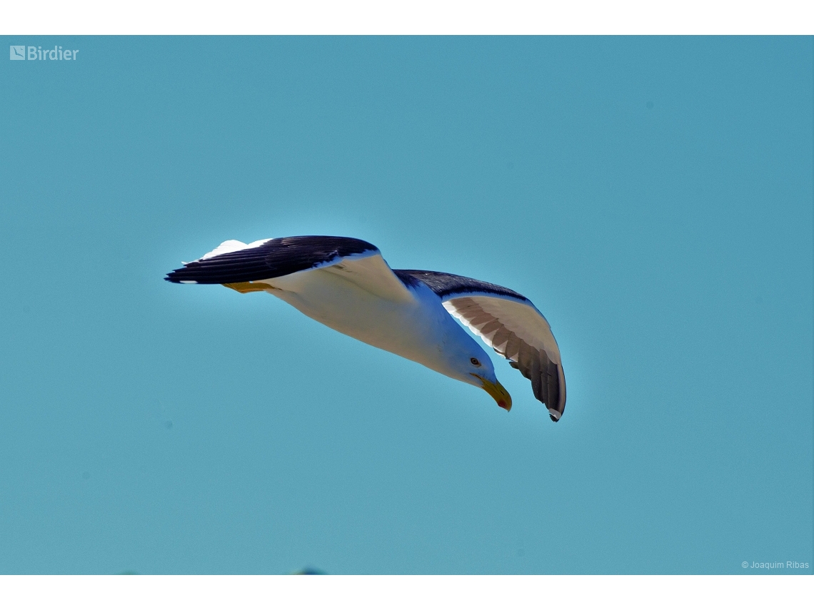 Larus dominicanus