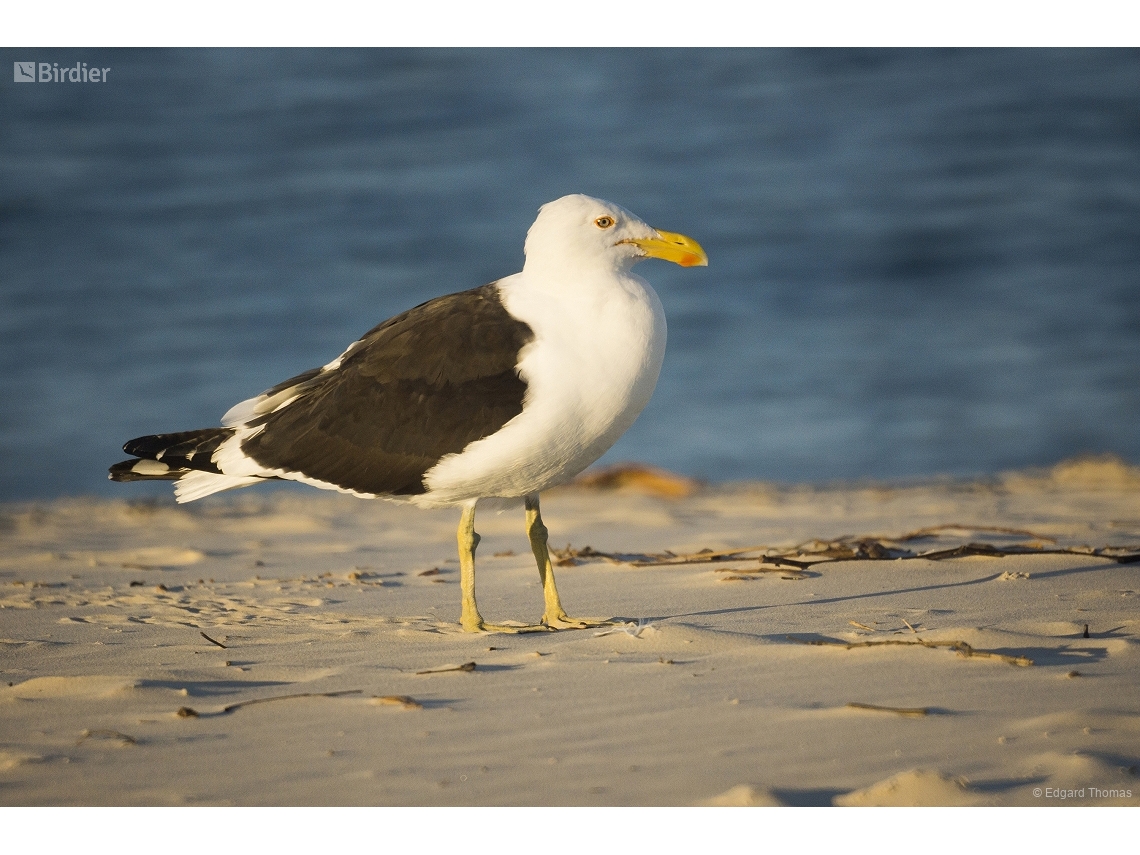 Larus dominicanus