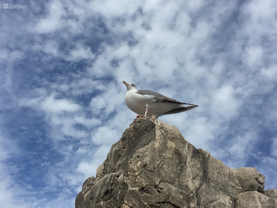 Larus fuscus