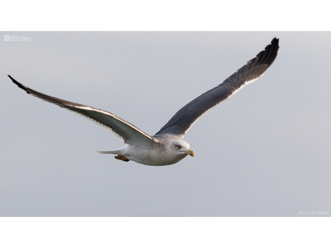 Larus fuscus