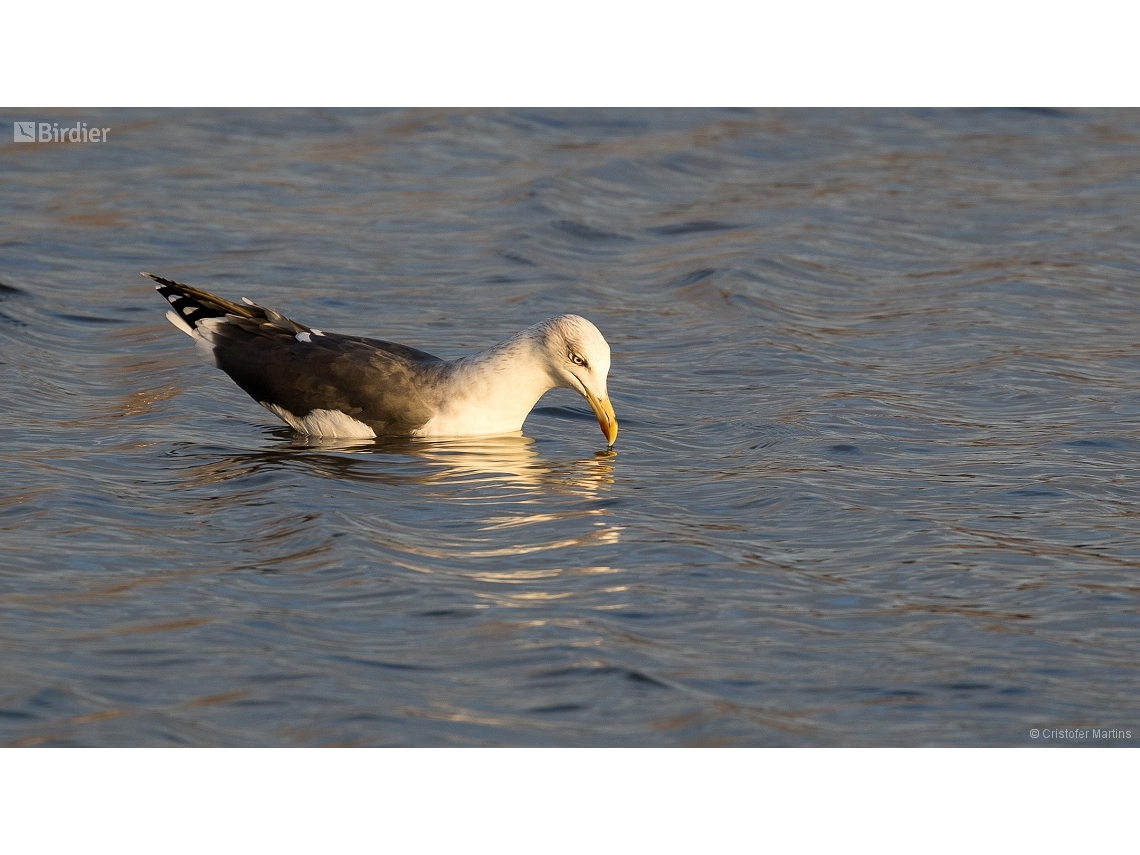 Larus fuscus