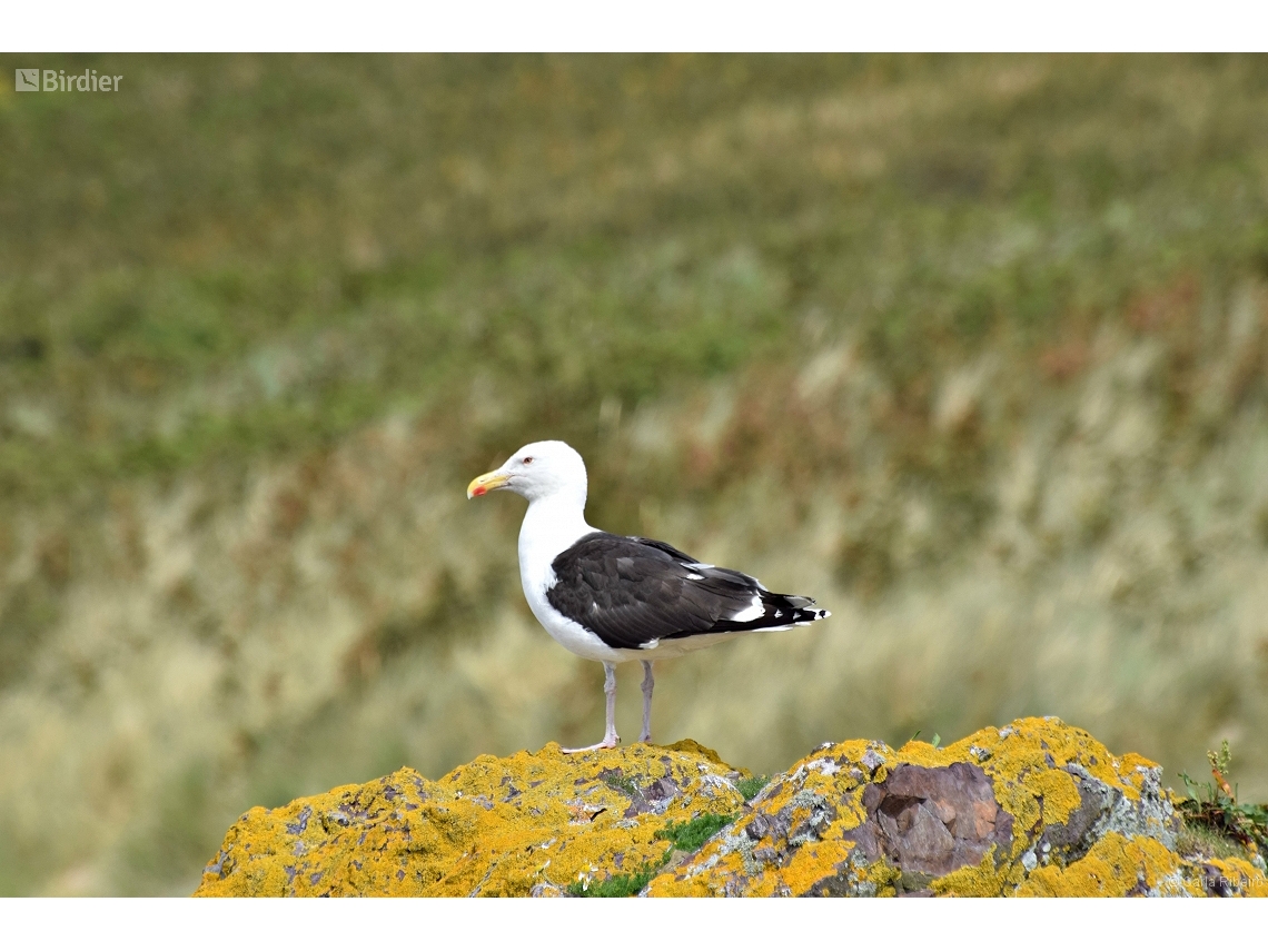 Larus fuscus