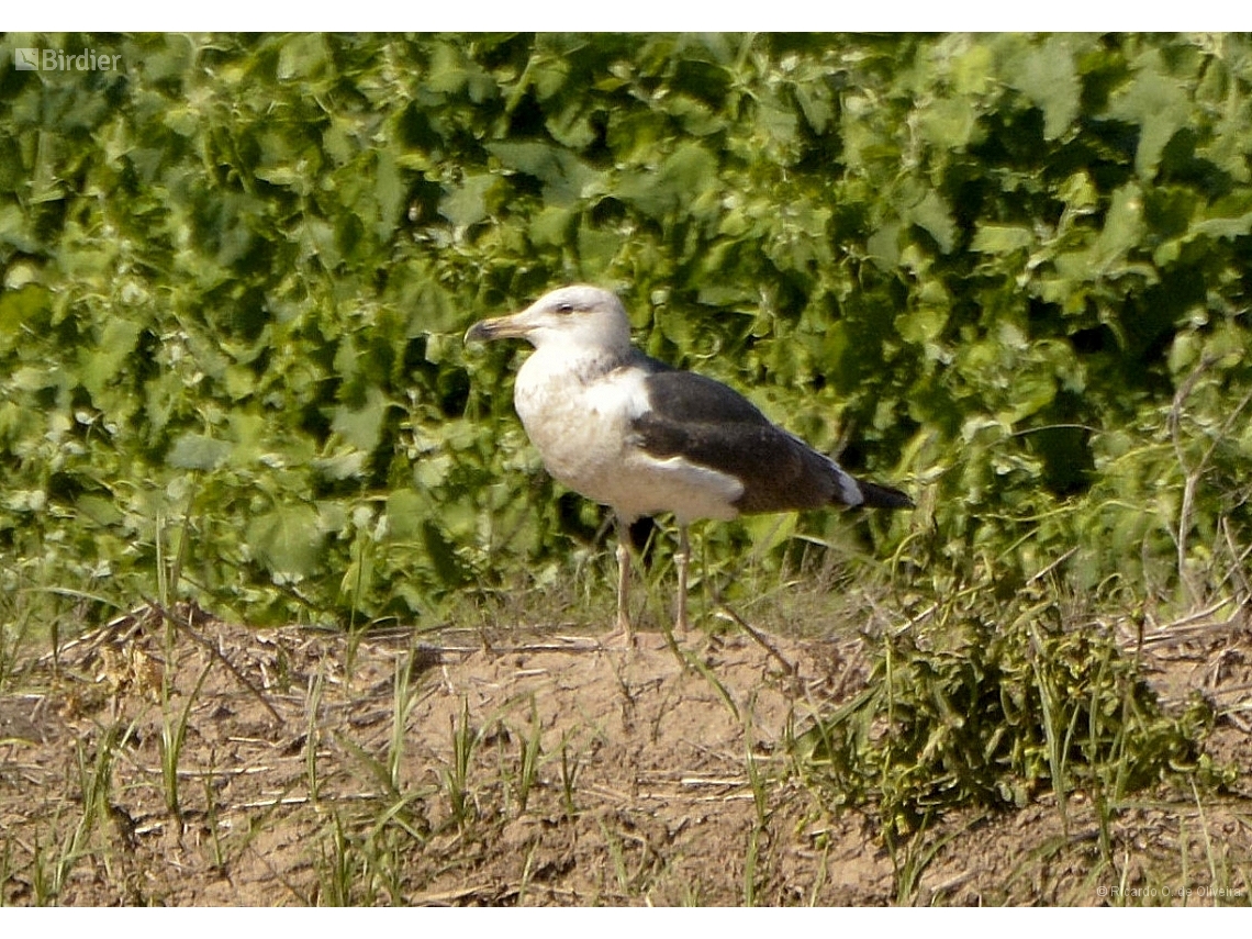 Larus fuscus