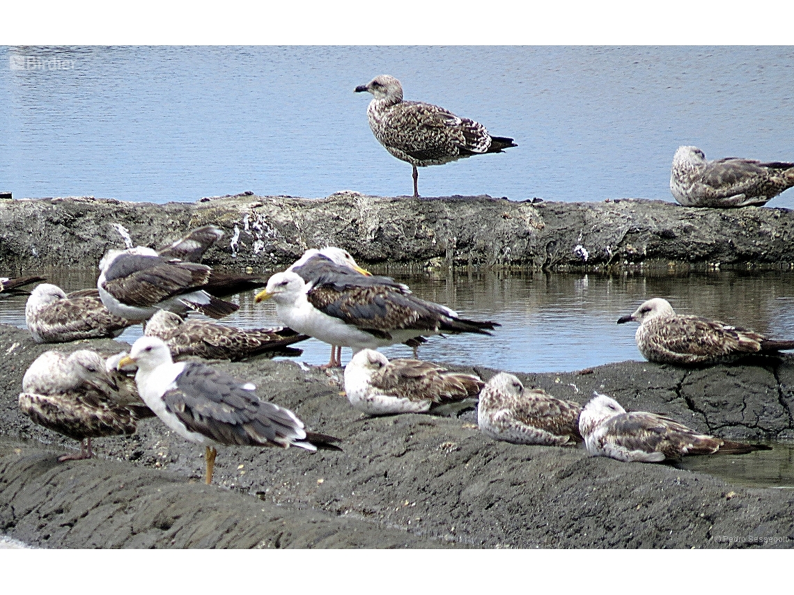 Larus fuscus