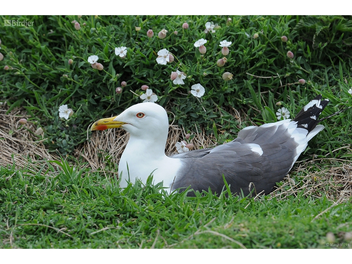 Larus fuscus