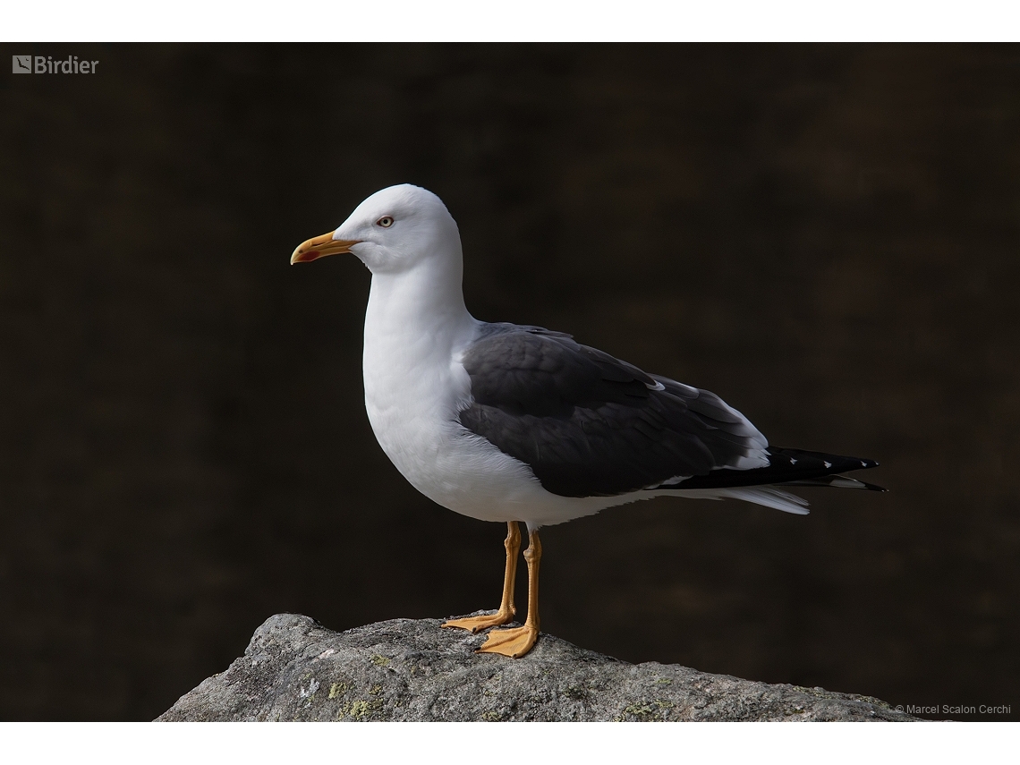 Larus fuscus