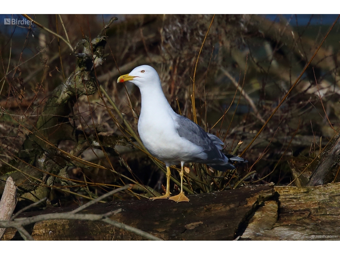 Larus michahellis