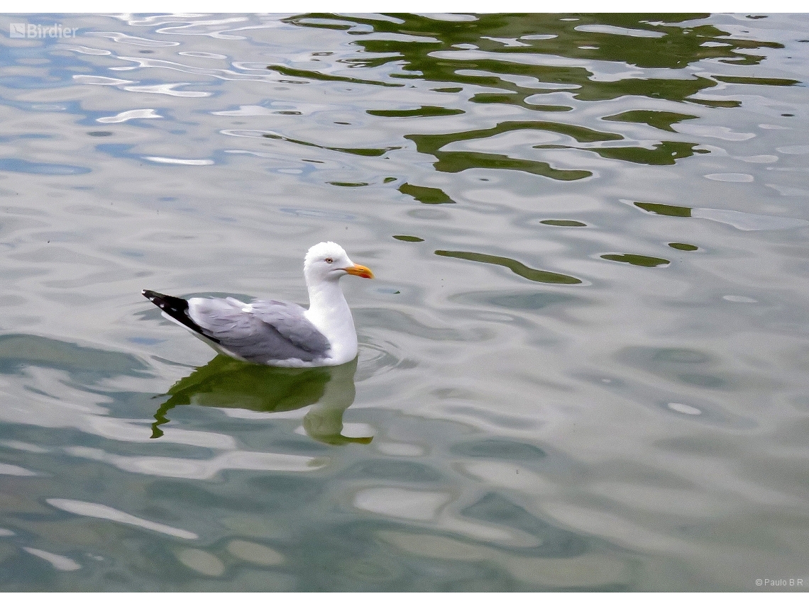 Larus michahellis