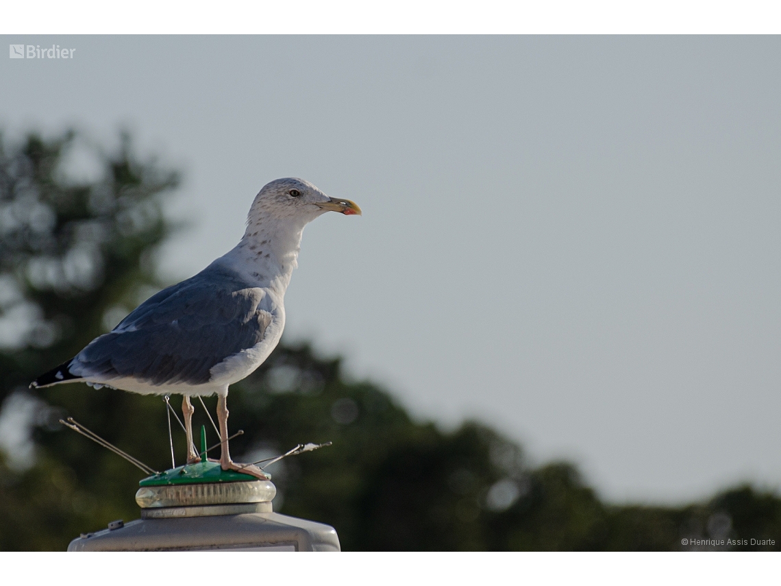 Larus michahellis