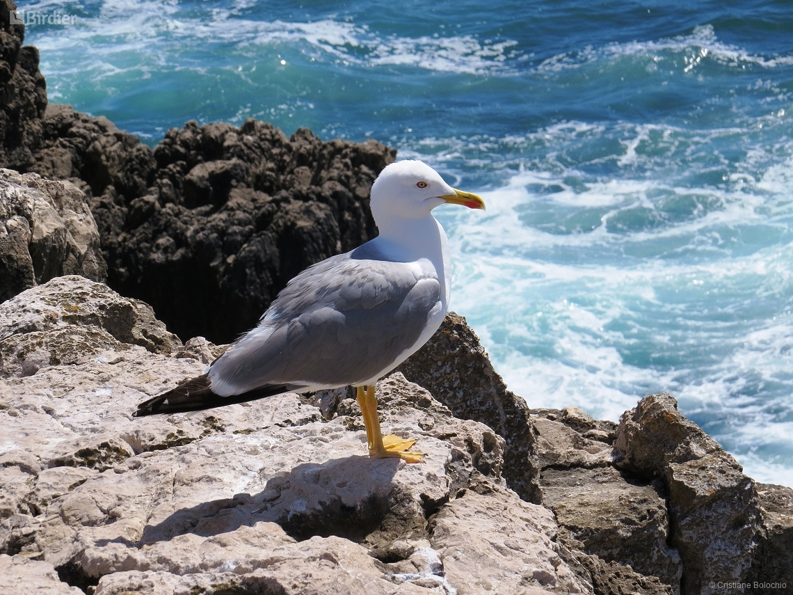 Larus michahellis