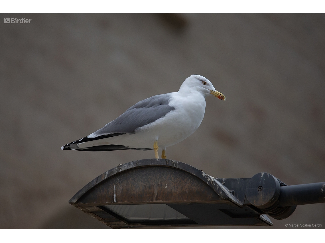 Larus michahellis