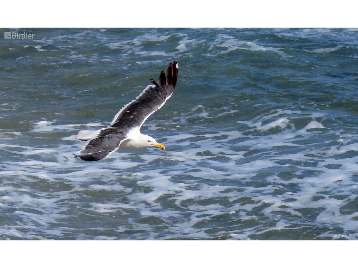 Larus occidentalis