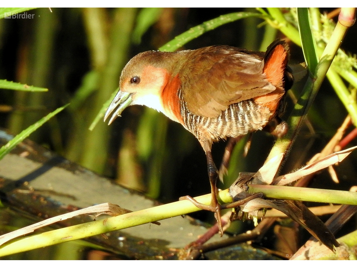 Laterallus melanophaius