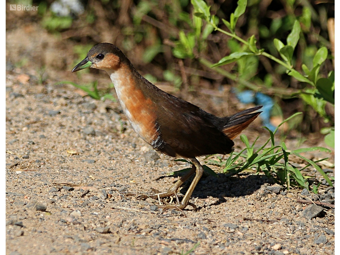 Laterallus melanophaius