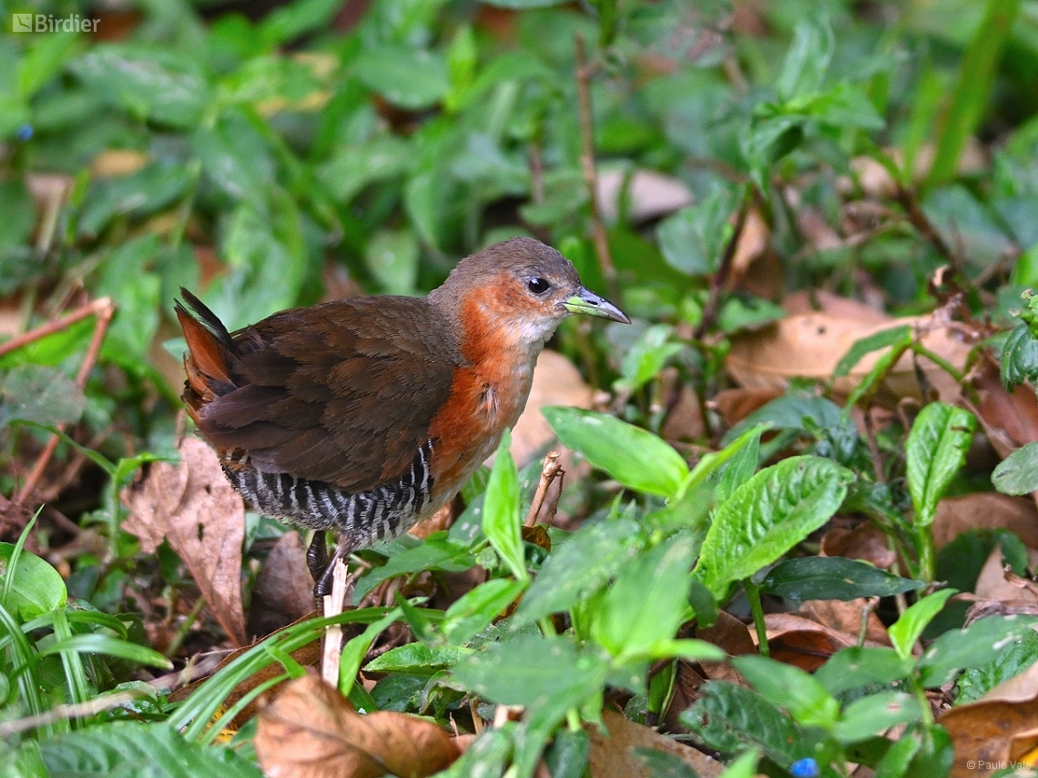 Laterallus melanophaius