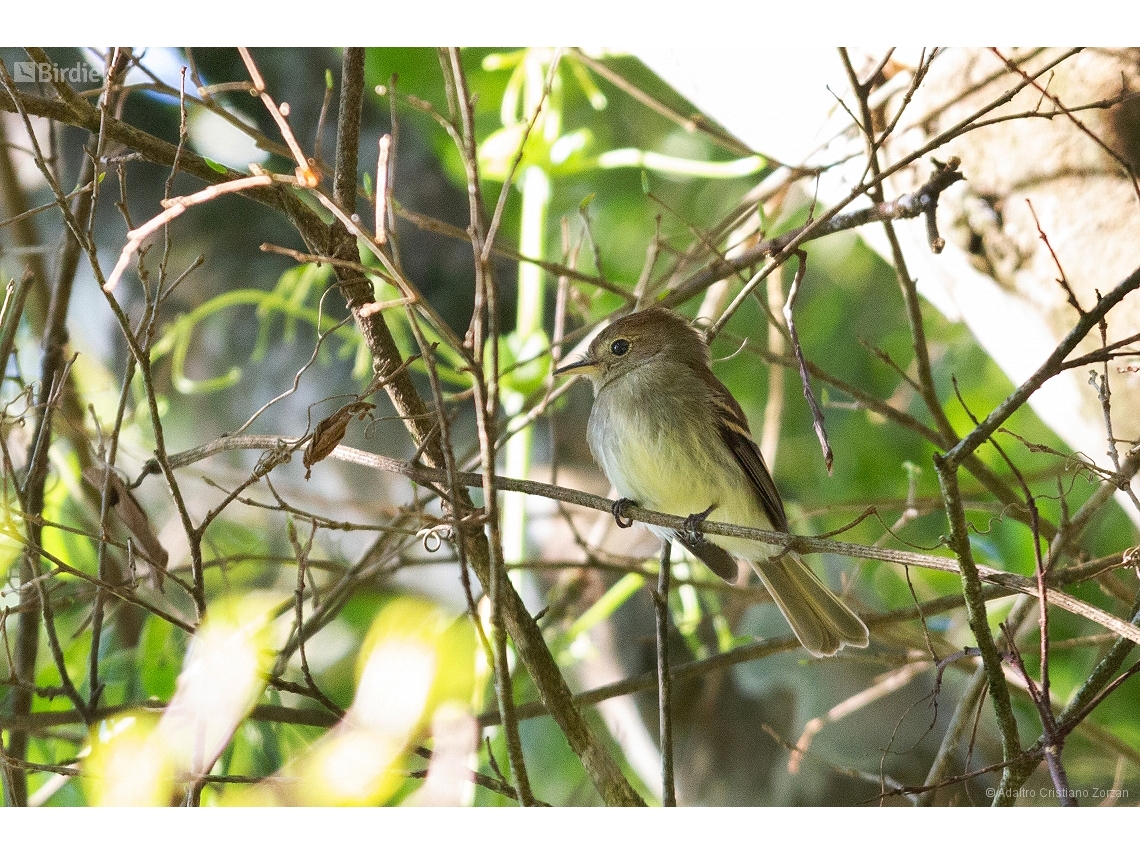 Lathrotriccus euleri