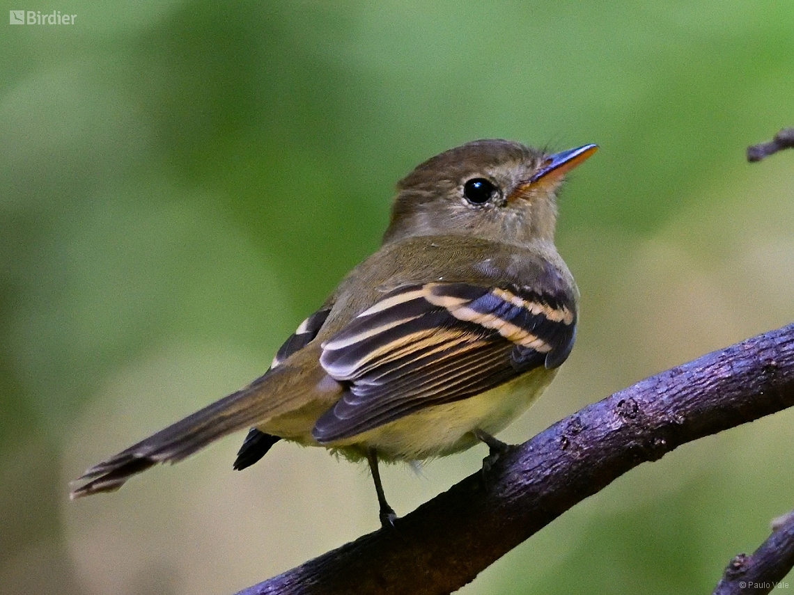 Lathrotriccus euleri