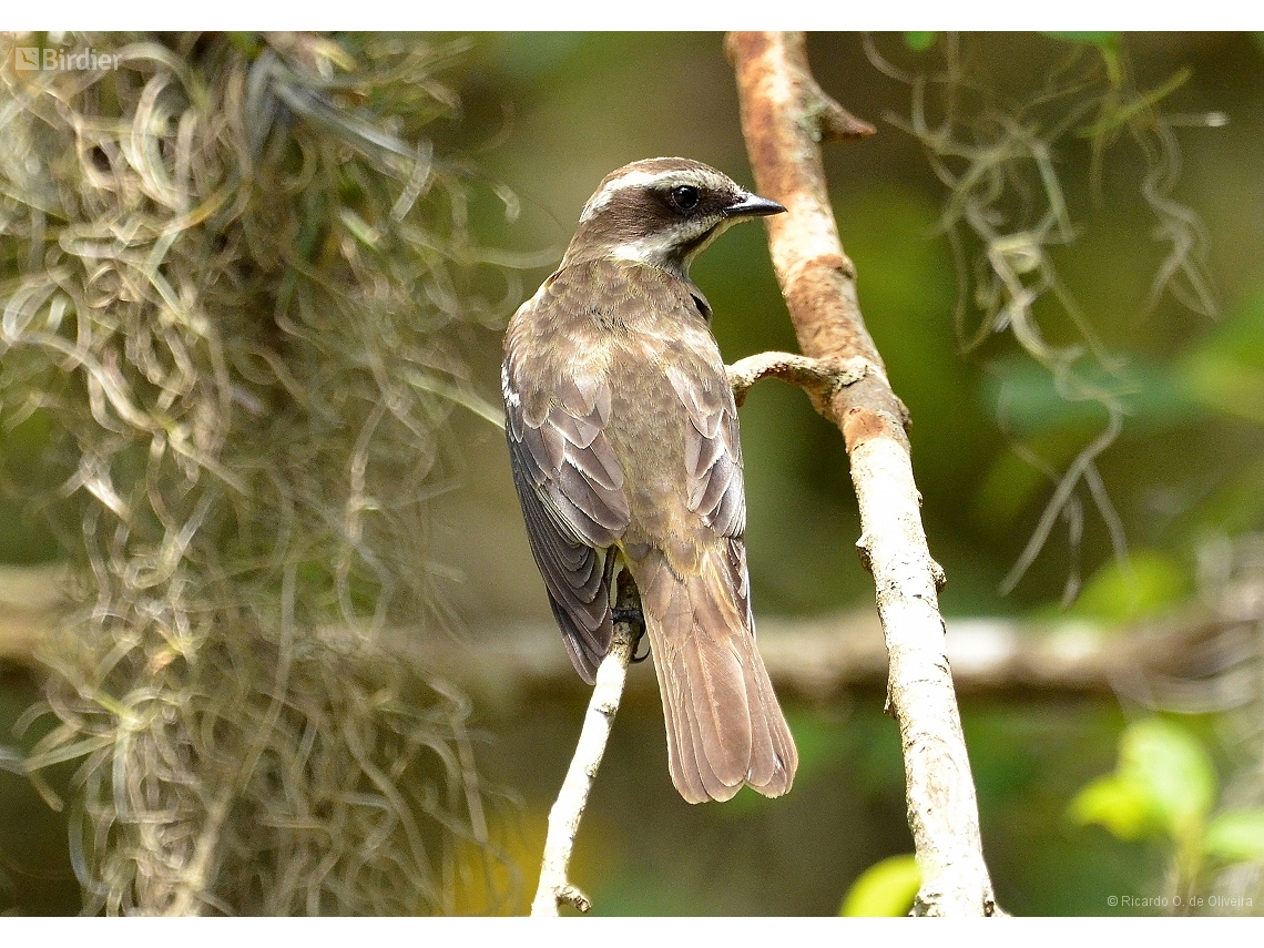 Legatus leucophaius