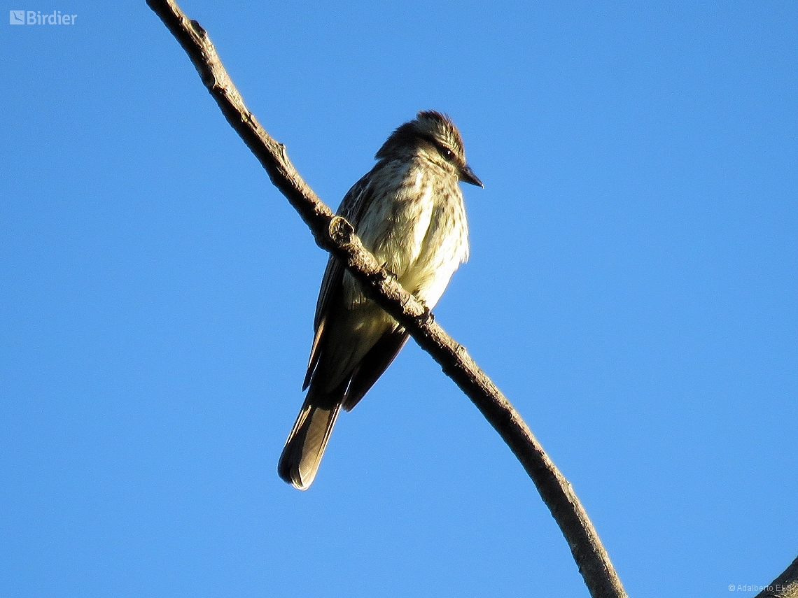 Legatus leucophaius