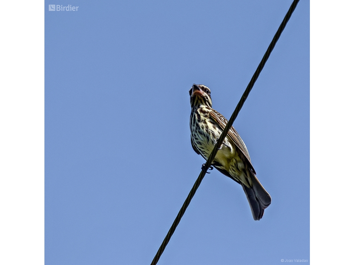 Myiodynastes maculatus