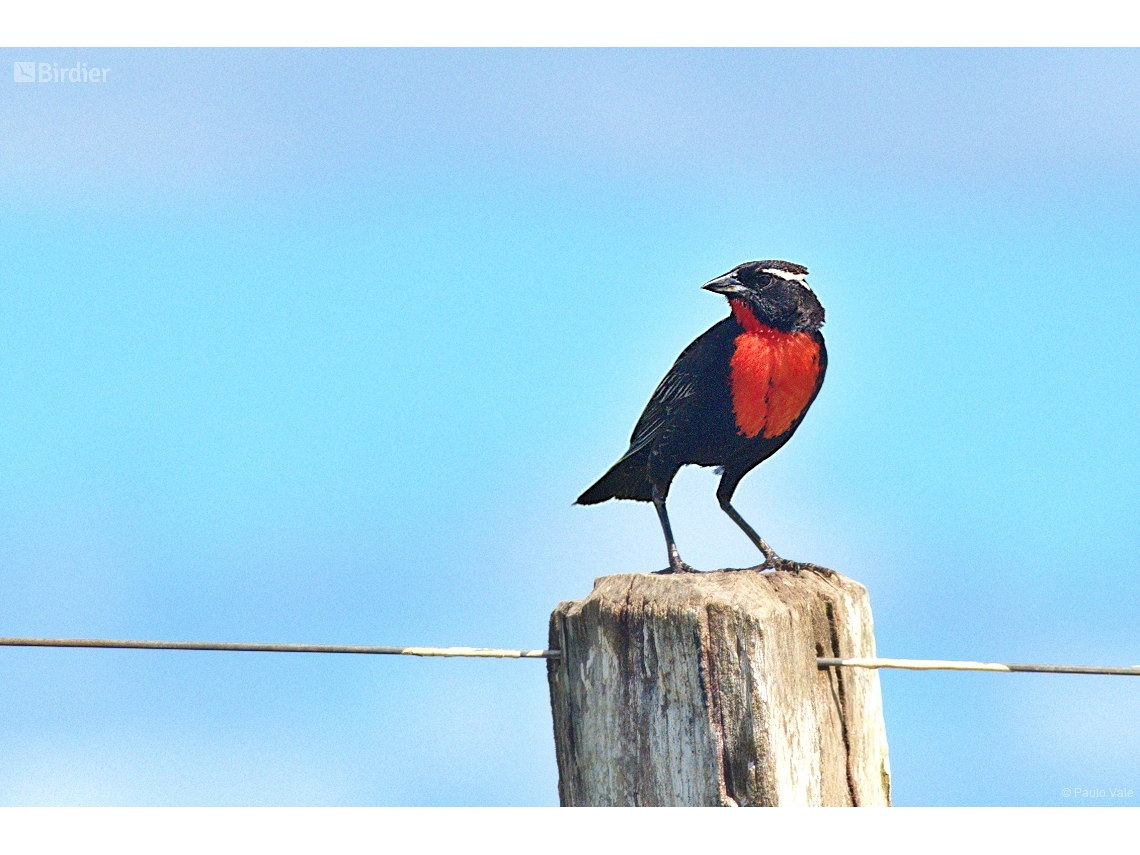 Leistes superciliaris