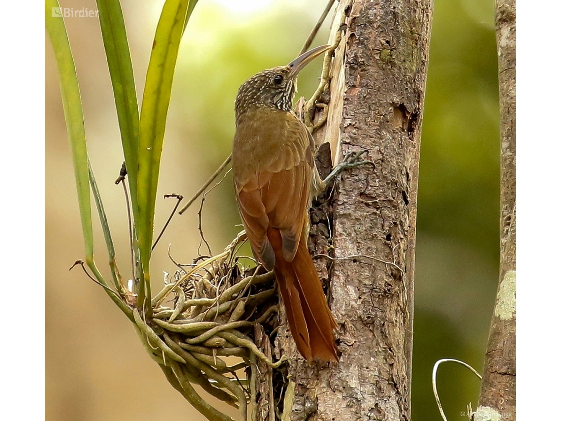Lepidocolaptes albolineatus