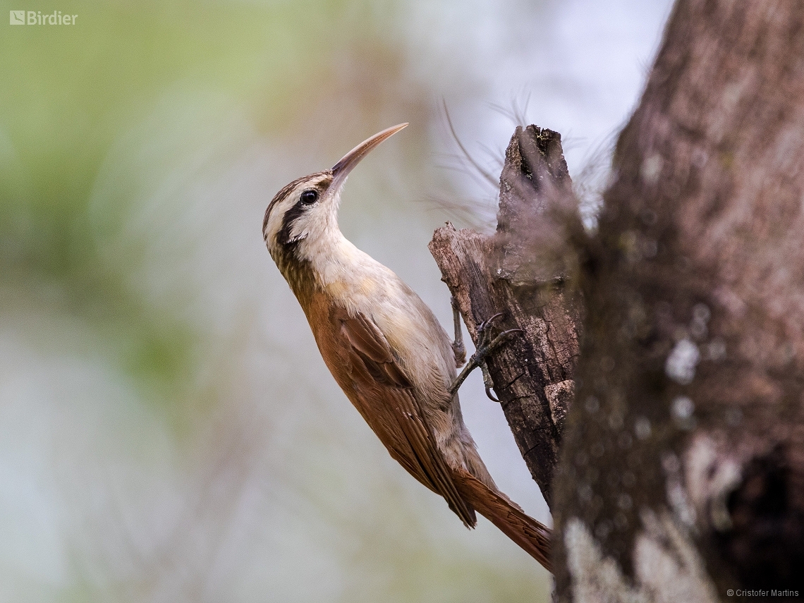 Lepidocolaptes angustirostris